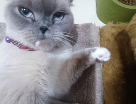 Dişi Scottish Fold Kedimize Eş Arıyoruz - 118978336