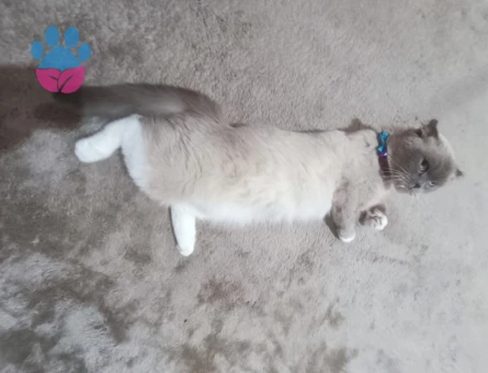 Dişi Scottish Fold Kedimize Eş Arıyoruz