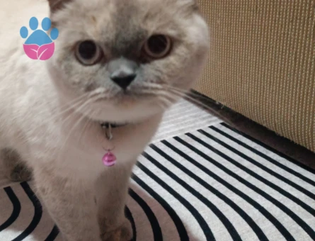 British Shorthair Kızımıza eş arıyoruz - 118984391
