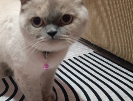 British Shorthair Kızımıza eş arıyoruz - 118984391