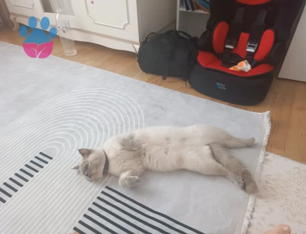 British Shorthair Kızımıza eş arıyoruz