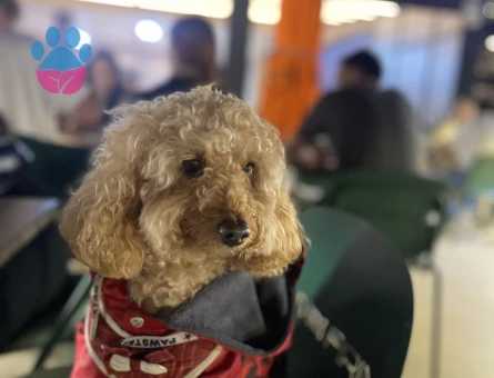 Toy poodle eş arıyoruz dişi