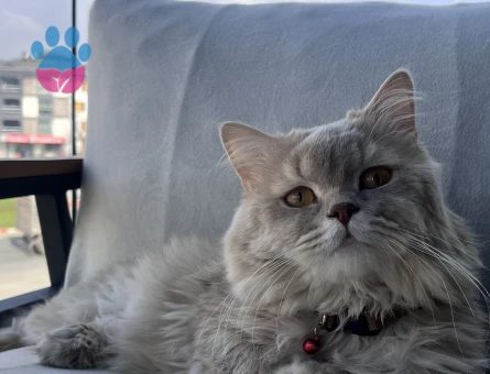 1 Yaşında British Longhair Oğluma eş arıyorum - 118984398