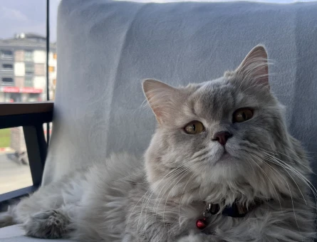 1 Yaşında British Longhair Oğluma eş arıyorum - 118984398