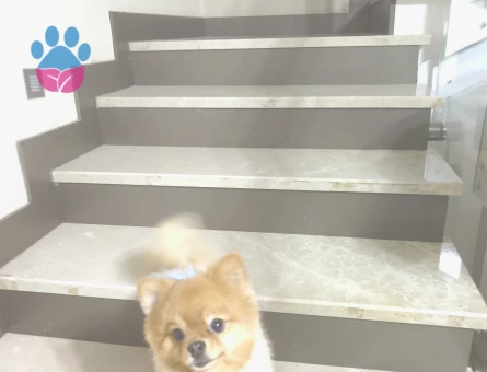 Pomerian Boo 2 Yaşında Köpeğime Eş Arıyorum - 118984400