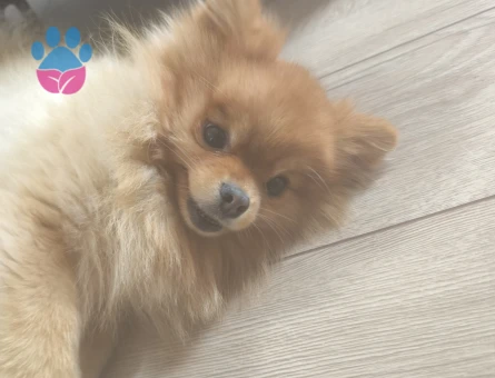 Pomerian Boo 2 Yaşında Köpeğime Eş Arıyorum