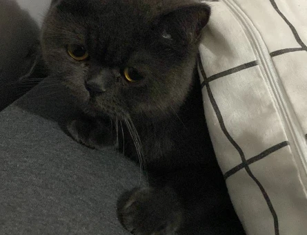 British Shorthair 1 Yaşında Acil Kedime Eş Arıyorum - 118970744