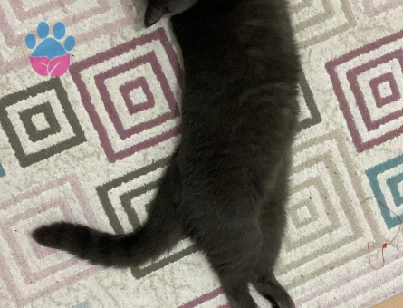 British Shorthair 1 Yaşında Acil Kedime Eş Arıyorum