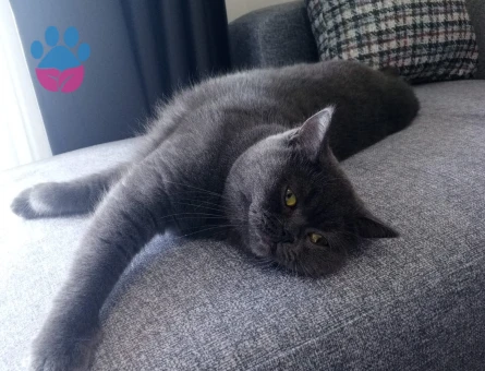 British Shorthair 1 Yaşında Acil Kedime Eş Arıyorum