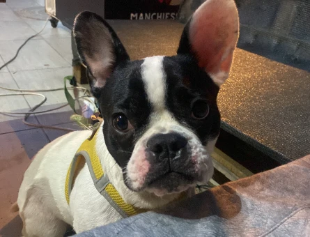 French Bulldog 15 Aylık Köpeğime Eş Arıyorum - 118970746