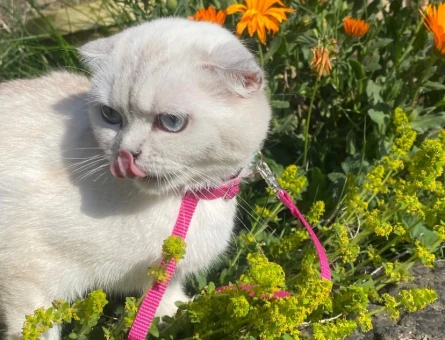 British Shorthair 1 Yaşında Eş Arıyor - 118970749