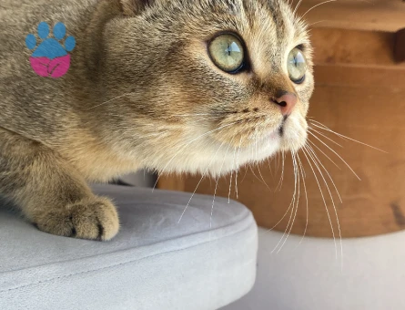 Scottish Fold Oğlumuza Acil Eş Arıyoruz