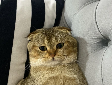 Scottish Fold Oğlumuza Acil Eş Arıyoruz - 118970751