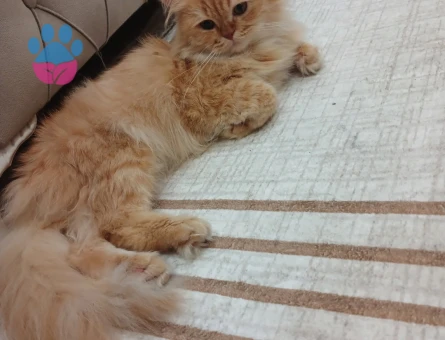 British Longhair Oğluma Eş Arıyorum