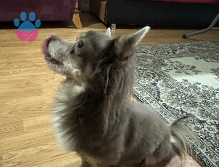 Hollanda vatandaşı Chihuahua