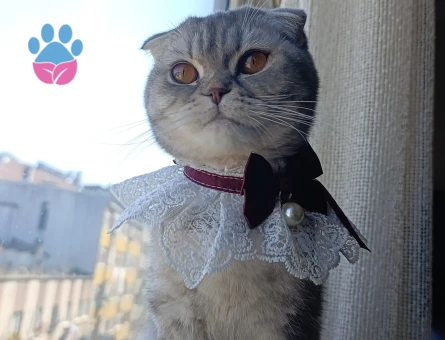 Erkek Scottish veya Brittish