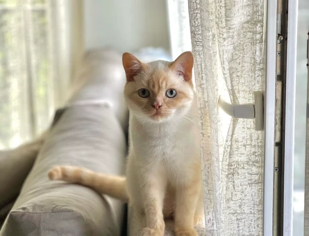 British Shorthair Kızgınlık Döneminde - 118978918