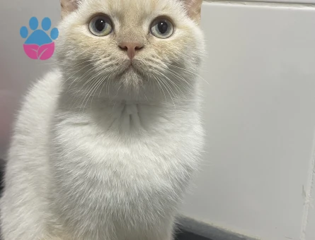 British Shorthair Kızgınlık Döneminde