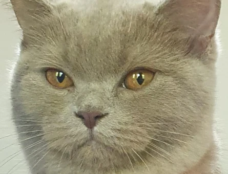 British Shorthair dişi kedimize Erkek Eş arıyoruz ACİL - 118978923