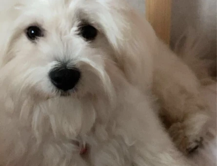Maltese Terrier Oğluma eş arıyorum - 118978927