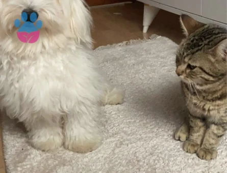 Maltese Terrier Oğluma eş arıyorum