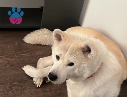 AKİTA İNU 3 Yaşında Kızıma Eş Arıyorum