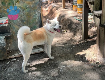 AKİTA İNU 3 Yaşında Kızıma Eş Arıyorum