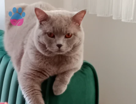British Shorthair Kedimize eş arıyoruz
