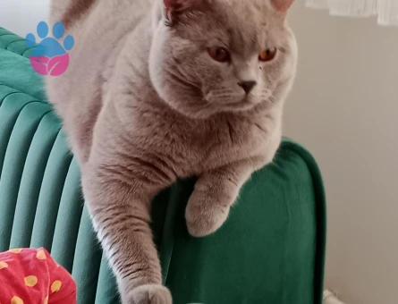 British Shorthair Kedimize eş arıyoruz