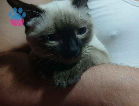 8 Aylık Erkek Siyam Kedisi