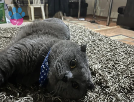 Scottish Shorthair 3 Yaşında Eş Arıyor