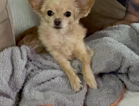 4 Yaşında Erkek Chihuahua Çiftleşme İçin Uygun - 118978935