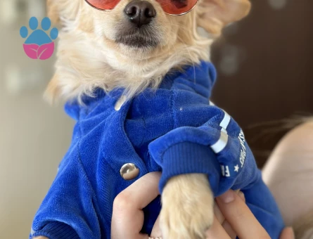 4 Yaşında Erkek Chihuahua Çiftleşme İçin Uygun