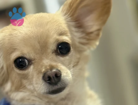 4 Yaşında Erkek Chihuahua Çiftleşme İçin Uygun