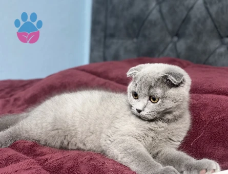 British Shorthair Prensesime Prens Lazım - 118984704