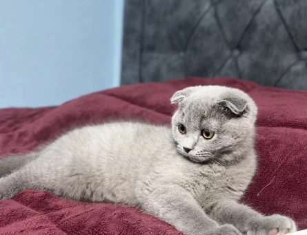 British Shorthair Prensesime Prens Lazım - 118984704