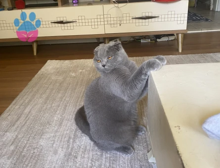 British Shorthair Prensesime Prens Lazım