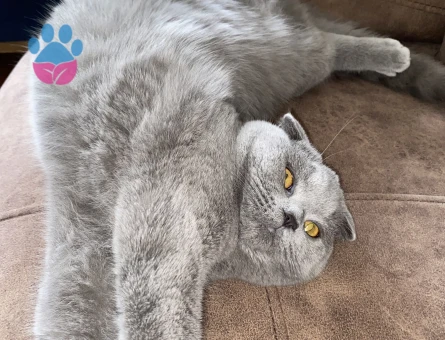 British Shorthair Prensesime Prens Lazım