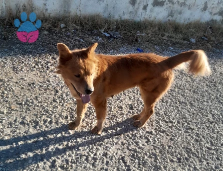 Kızımıza çin aslanı veya kurt cinsi köpek arıyoruz