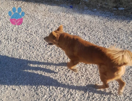 Kızımıza çin aslanı veya kurt cinsi köpek arıyoruz - 118984705
