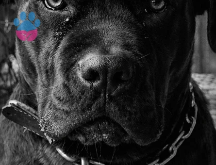 Cane Corso 1 yaş Erkek - 118984706