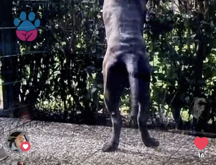 Cane Corso 1 yaş Erkek