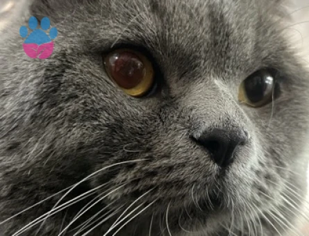 Scottish Fold 1 Yaşında Eş Arıyor