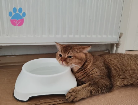 Oğlumuz Ares'e  Eş Arıyoruz