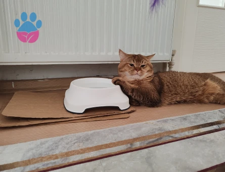 Oğlumuz Ares'e  Eş Arıyoruz