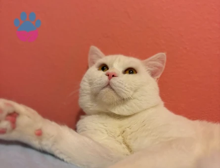 1 yaşında british shorthair oğluma eş arıyorum.
