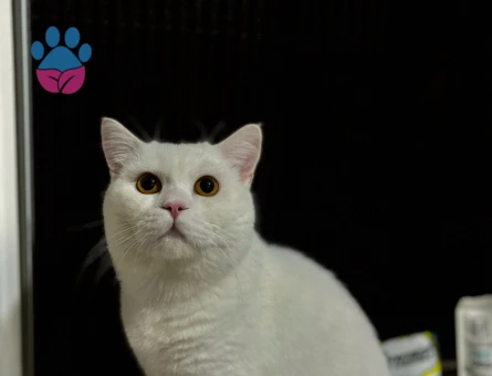 1 yaşında british shorthair oğluma eş arıyorum.