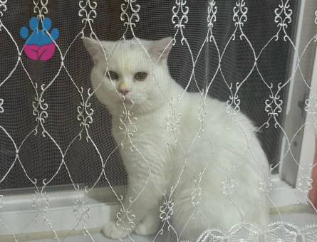 1 yaşında british shorthair oğluma eş arıyorum.