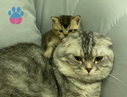 Scottish fold Erkek eşleştirme