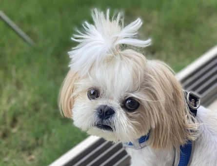 Shih tzu Dişi Aranıyor - 118979487